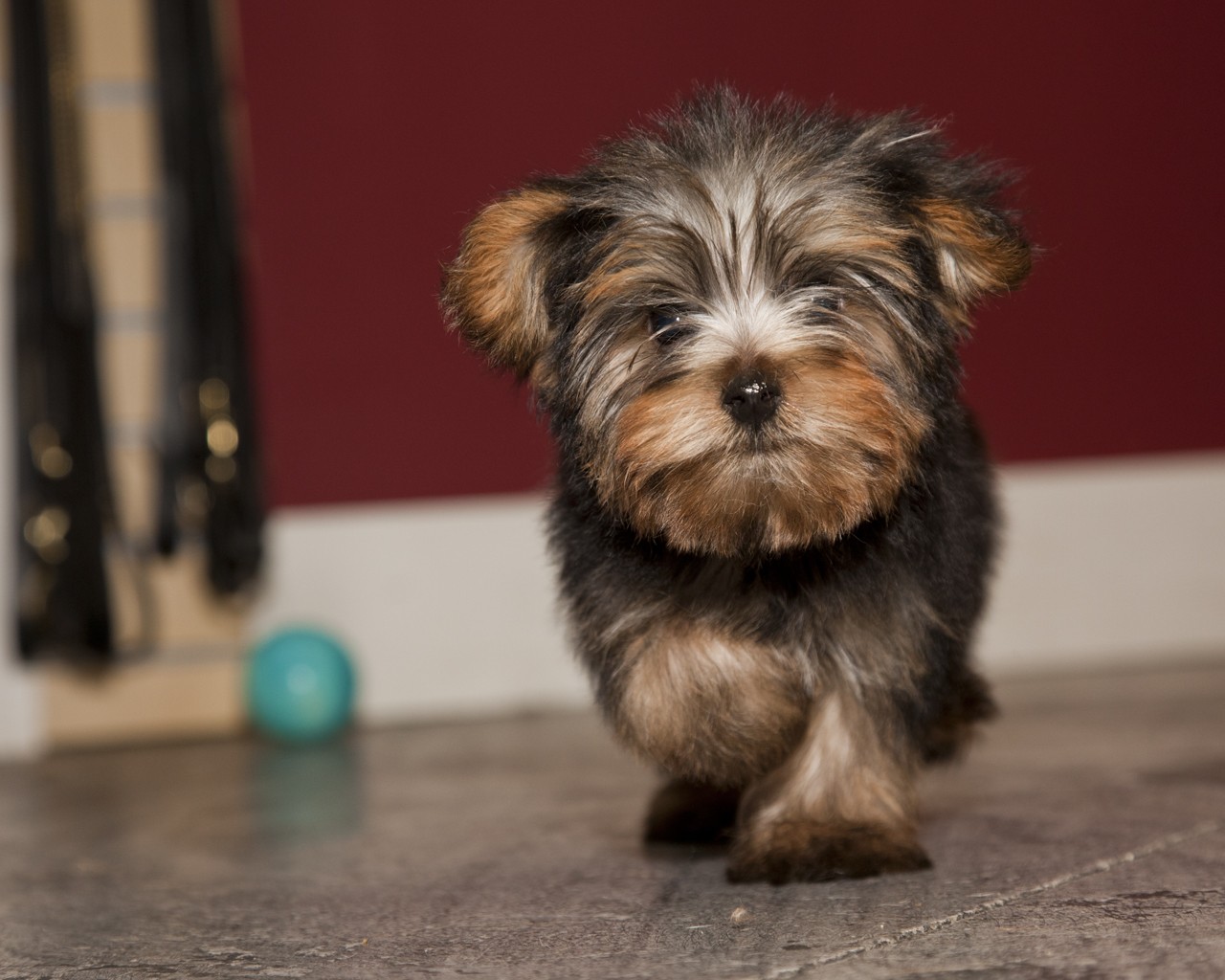 Portrait of a Yorkshire terrier puppy